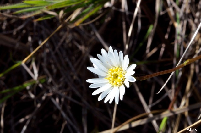 Plants with white bloom