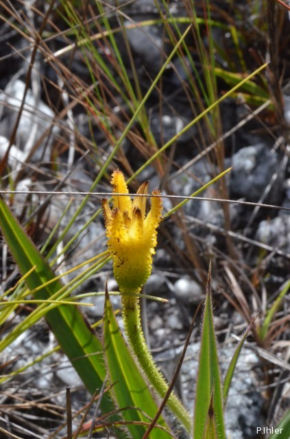 Plants with yellow and golden bloom