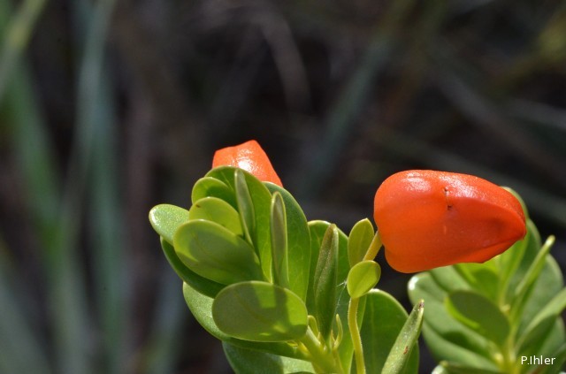 Special plants