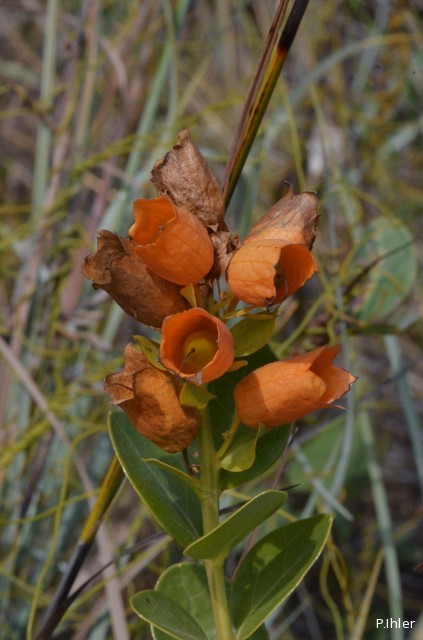 Plantas e arbustos com inflorescência de cor laranja