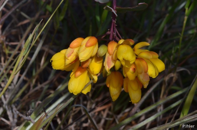 Plants with yellow and golden bloom