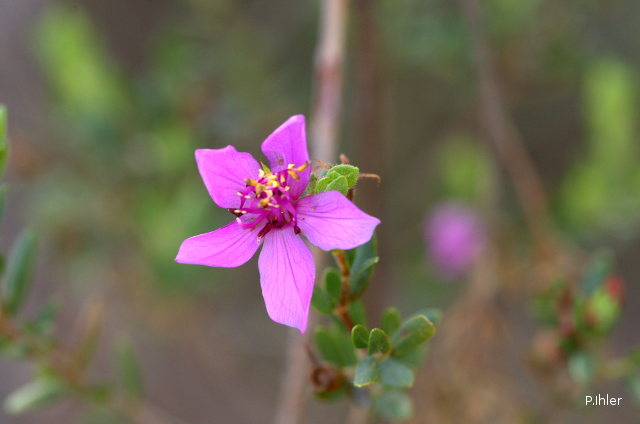 Plants with pink and purple bloom