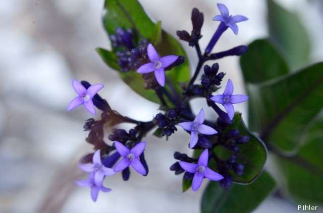 Plantas e arbustos com inflorescência de cor azul