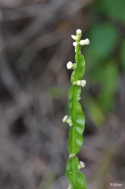 Plants with white bloom