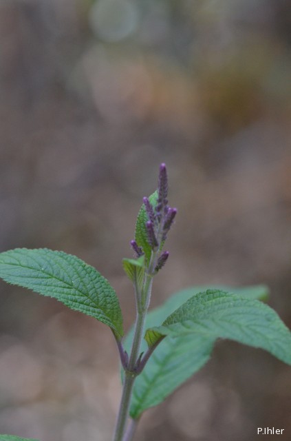 Plantas e arbustos com inflorescência de cor azul
