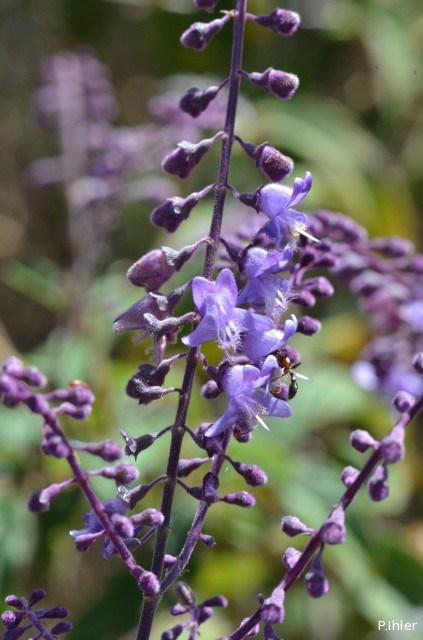 Plantas e arbustos com inflorescência de cor azul