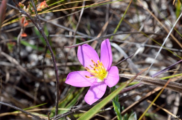Plantas e arbustos com inflorescência de cor rosa ou roxa