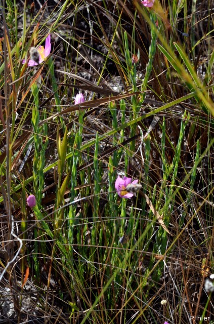 Plantas e arbustos com inflorescência de cor rosa ou roxa