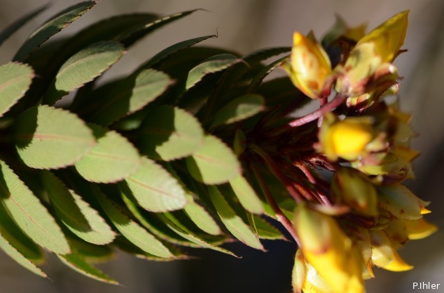 Plantas com flore(s) amarela(s) ou dourada(s)