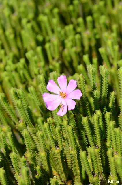 Plantas e arbustos com inflorescência de cor rosa ou roxa