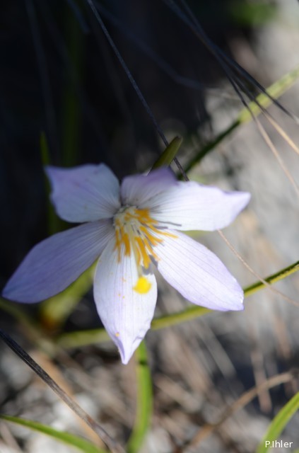 Plants with white bloom