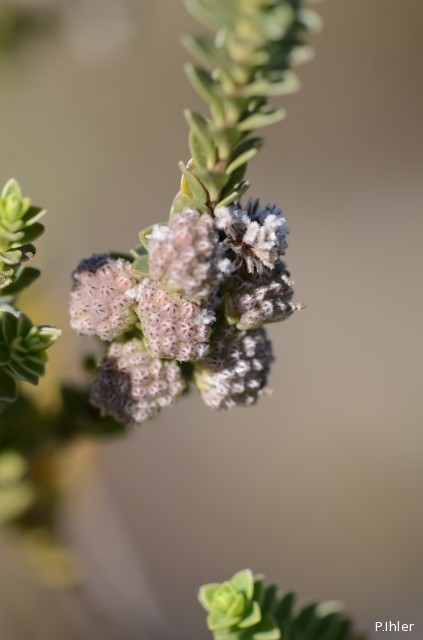 Plants with orange bloom