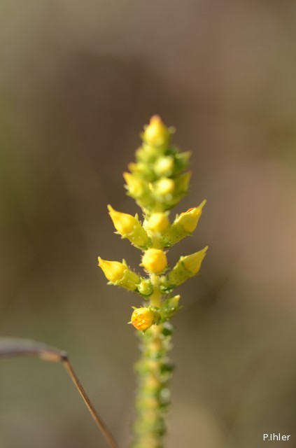 Plants with yellow and golden bloom