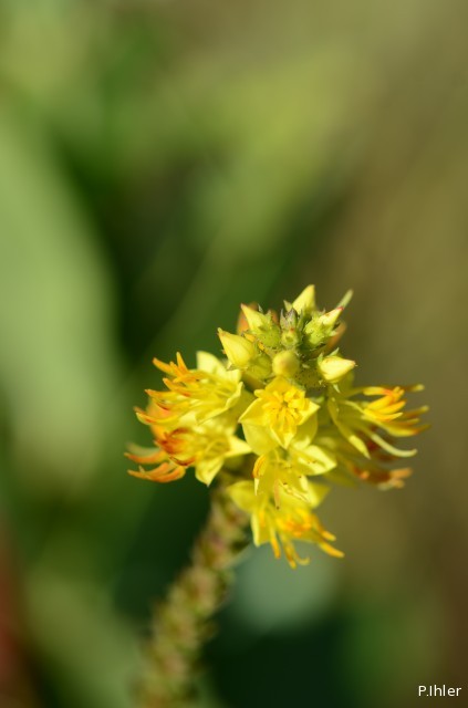 Plants with yellow and golden bloom