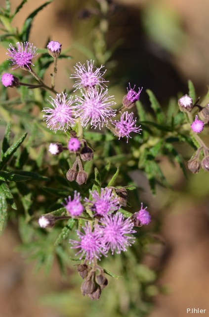Plantas e arbustos com inflorescência de cor rosa ou roxa