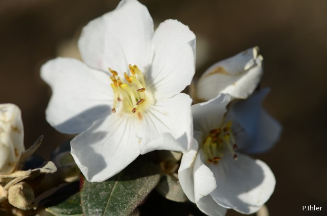 Plants with white bloom