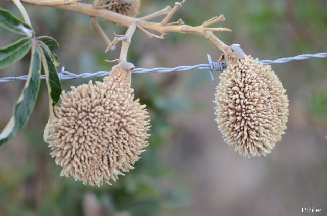 Plants with yellow and golden bloom