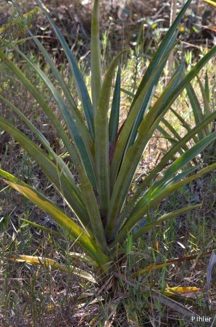 Bromeliads plants and similar