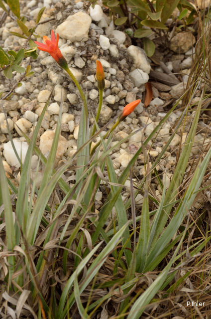 Plants with orange bloom