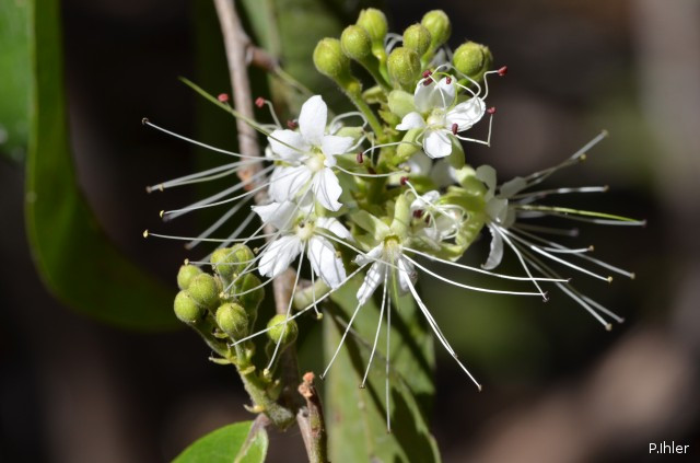 Plants with white bloom