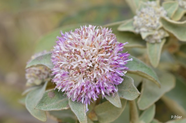 Plants with pink and purple bloom