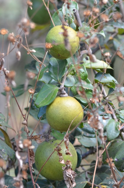 Frutas e sementes