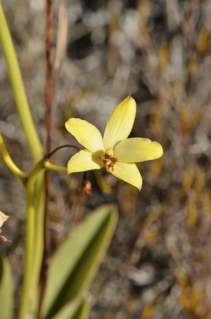 Orchids plants