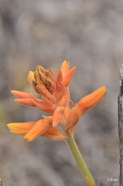 Plantas e arbustos com inflorescência de cor laranja