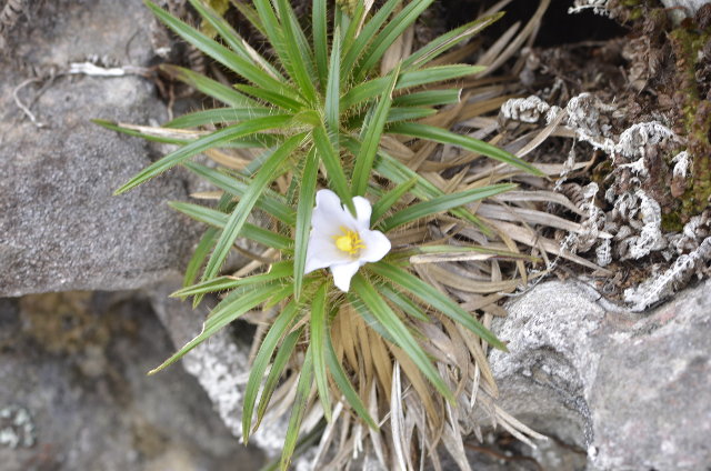 Plants with white bloom
