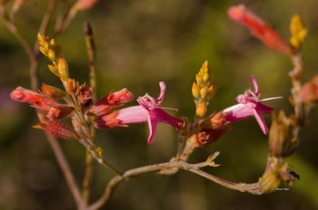 Plants with red bloom