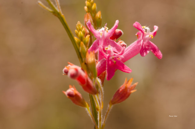 Plants with red bloom