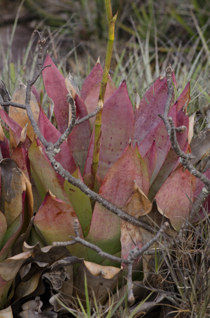 Plantas bromélias e plantas parecidas