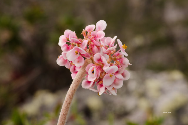 Plants with pink and purple bloom