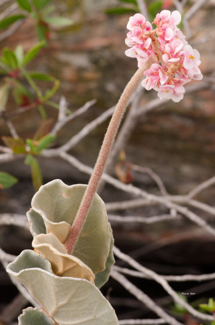 Plants with pink and purple bloom