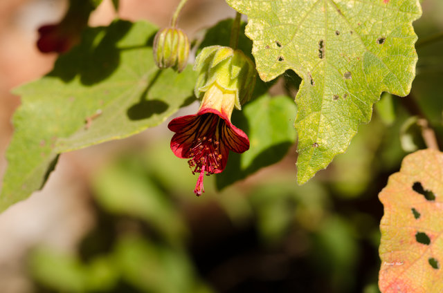 Plants with red bloom