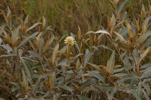 Plants with yellow and golden bloom