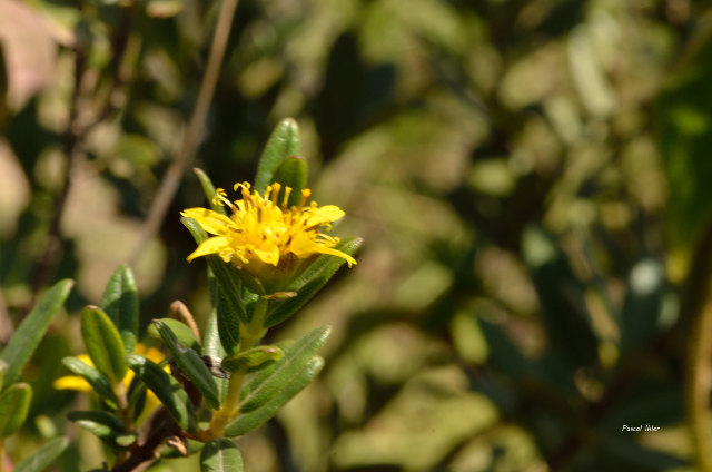 Plantas com flore(s) amarela(s) ou dourada(s)