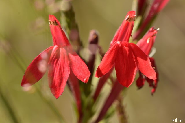 Plants with red bloom