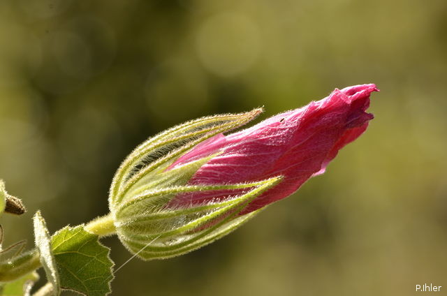 Plantas e arbustos com inflorescência de cor rosa ou roxa