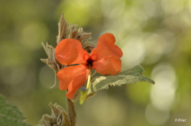Plantas e arbustos com inflorescência de cor laranja