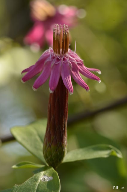 Plants with pink and purple bloom