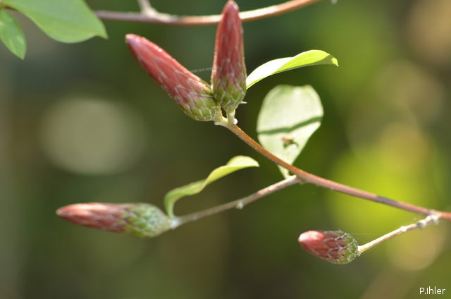 Plants with pink and purple bloom