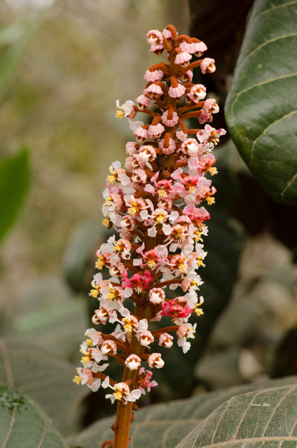Plantas e arbustos com inflorescência de cor branca