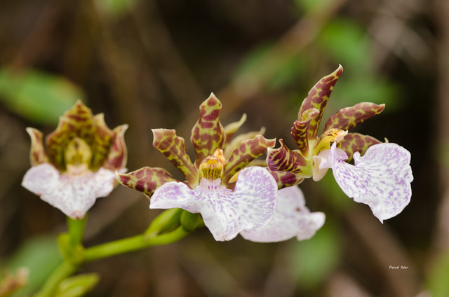 Orchids plants
