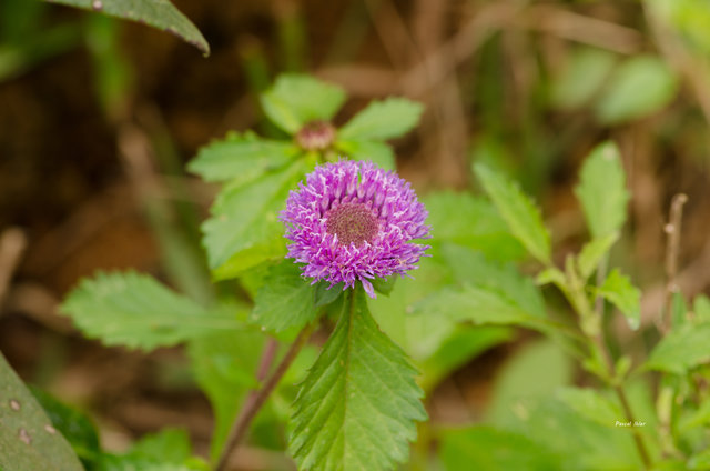 Plants with pink and purple bloom