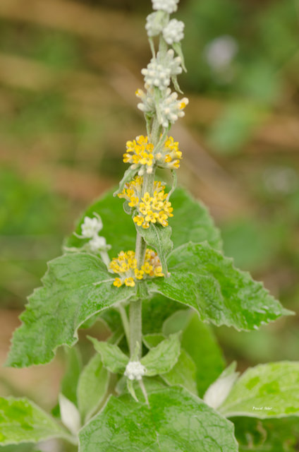 Plants with yellow and golden bloom