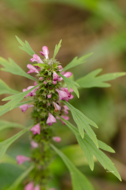 Plants with pink and purple bloom