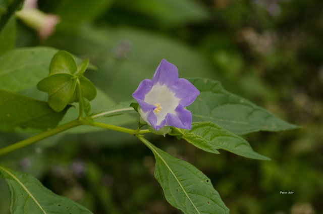 Plants with blue bloom