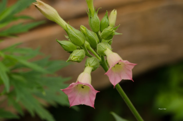 Plants with pink and purple bloom