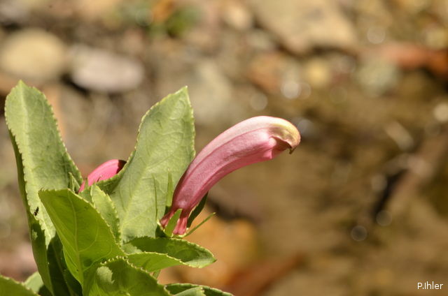 Plantas e arbustos com inflorescência de cor rosa ou roxa